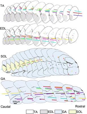 Distribution Heterogeneity of Muscle Spindles Across Skeletal Muscles of Lower Extremities in C57BL/6 Mice